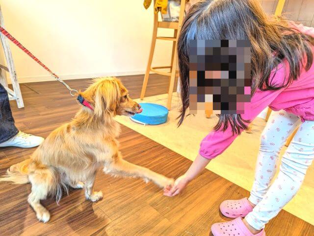 福岡県糸島市にある「1's Cafe（ワンズカフェ）」でミックス犬チャックちゃんが